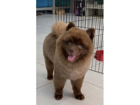 Pomeranian erkek şubat doğumlu aşıları tam