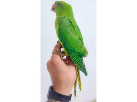 3-4 aylık yavru pakistan papağanları