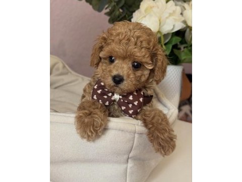 Apricot toy poodle bebekler