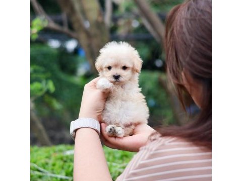 Dünya tatlısı terrier yavruları 