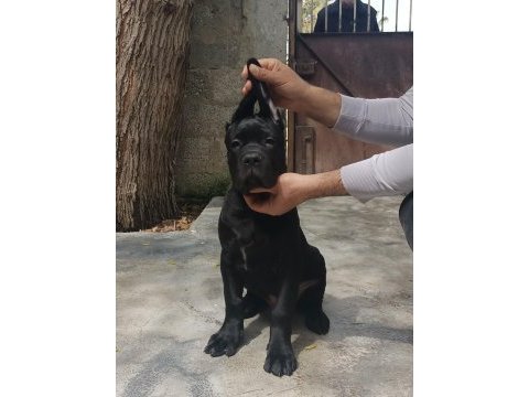 Fcı/kıf a class şecereli show kalitede cane corso yavrular