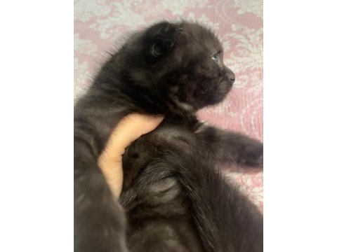 Scottish fold acı kahve