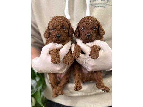 Çanakkalede toy poodle yavrularımız
