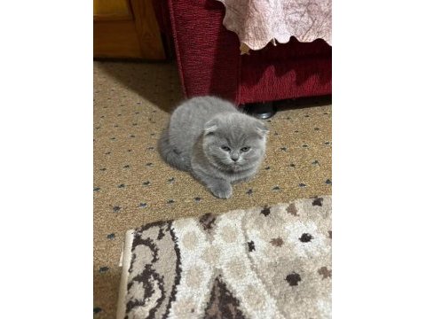 Mama karşılığı yavru scottish fold