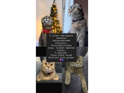 Scottish fold kedisi