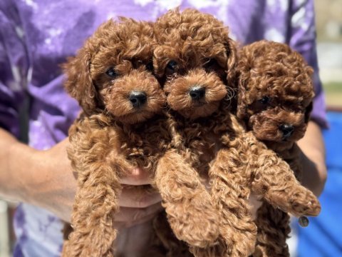 Ankaranın en seçkin minyatür poodle yavruları