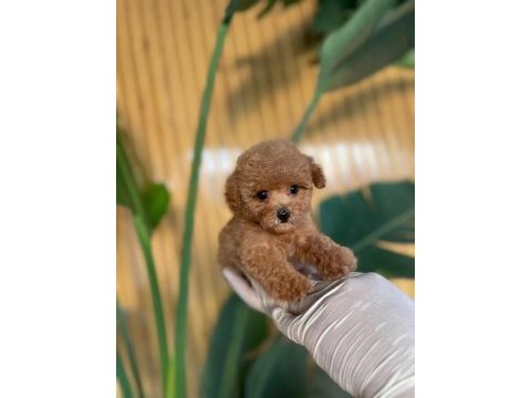 Toy poodle köpekler referans yavru