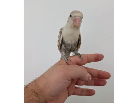 Yavru erkek cennet papağanı