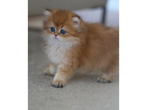 Gold kürklü british longhair 