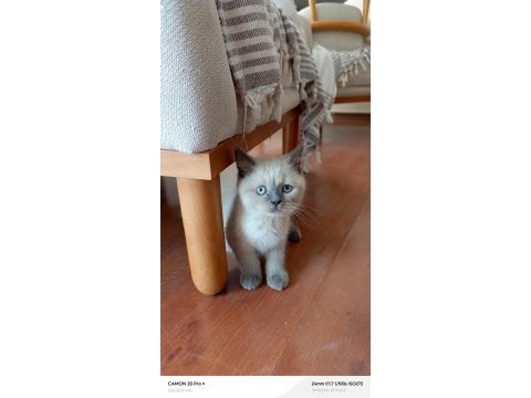 Blue point dişi british shorthair
