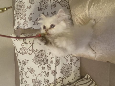 British longhair dişi bebek