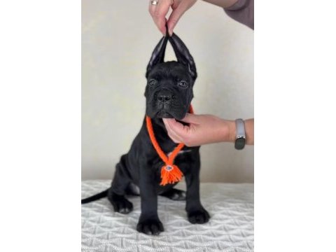 Evinizin neşesi cane corso bebişler her yere kapıda öde
