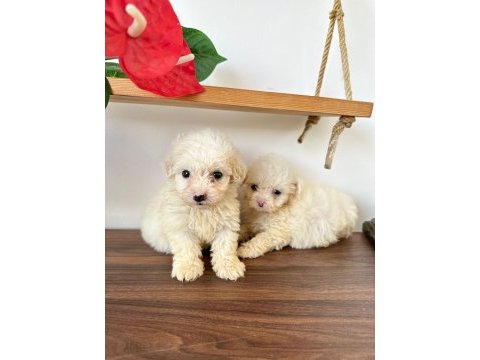 Maltese teriyer