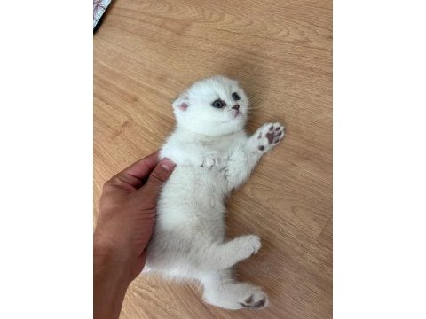 Uyumlu sevecen teslime hazır yavru kediler