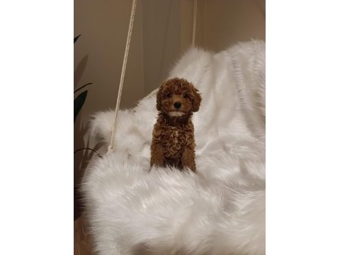 Mükemmel kalite toy poodle