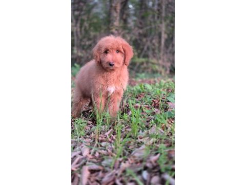 Mükemmel karakter ve vücut anatomisi labradordoodle yavrumuz