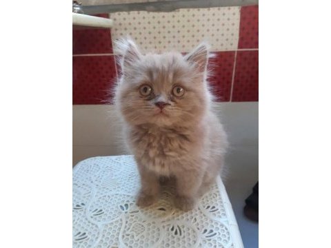 British longhair kumru ailesini arıyor