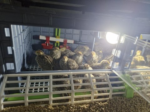 Bıldırcın yavrularımız sahiplendirmeye hazır
