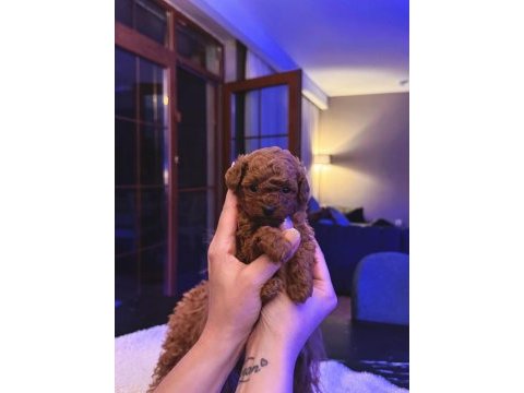 Garantili tea cup poodle yavrular 