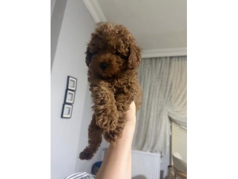 Güzeler güzeli kilo garantili poodle bebekler