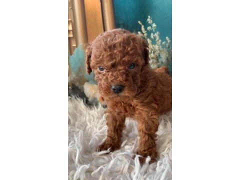 Kg garantili toy poodle bebeklerim