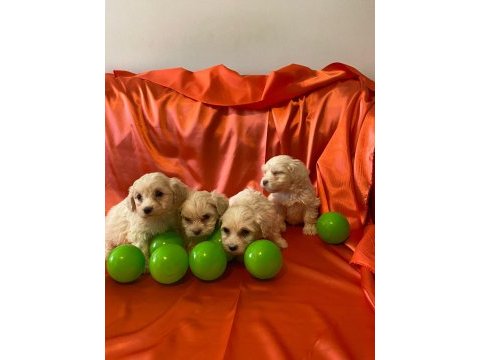 Pamuk gibi maltipoo bebekler