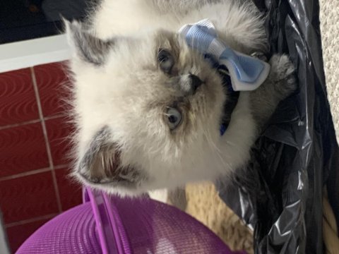 Bebek blue point british longhair