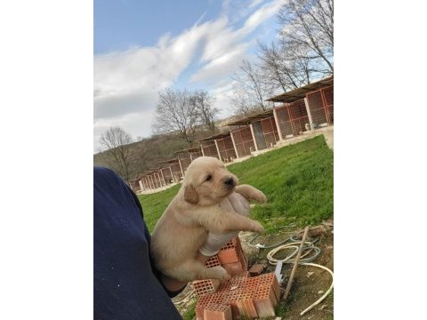 Golden retriever yavruları