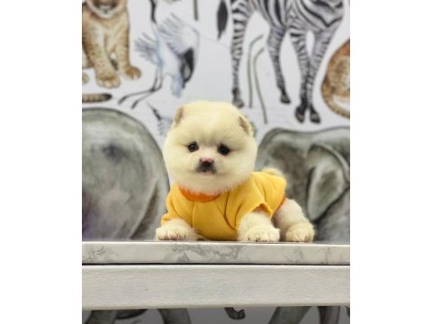 Pomeranian köpeği