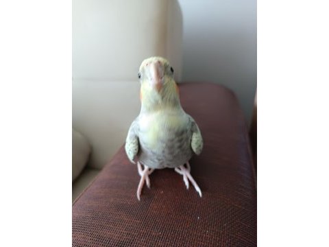 Sultan papağını ele alışkın sevecen