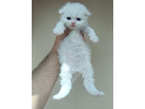 1 aylıktır kediler