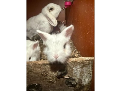 Mini lop tavşanı yavruları