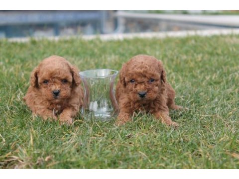 En iyi toy poodle yavruları