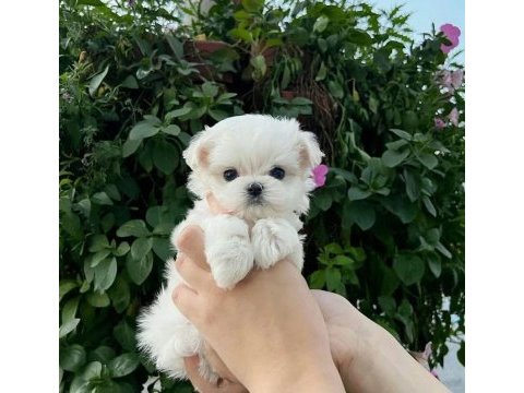 Mini boy maltese terrier