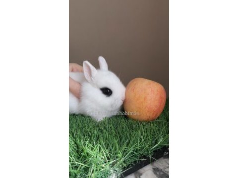 Renkli lop ve cüce tavşan yavruları ( evcil )