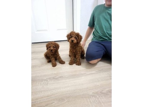 Toy poodle bebekler