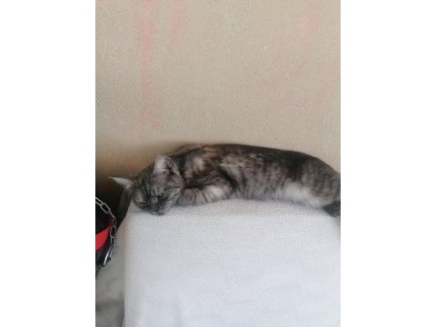 Bakamadığım için sahiplendirmek istiyorum