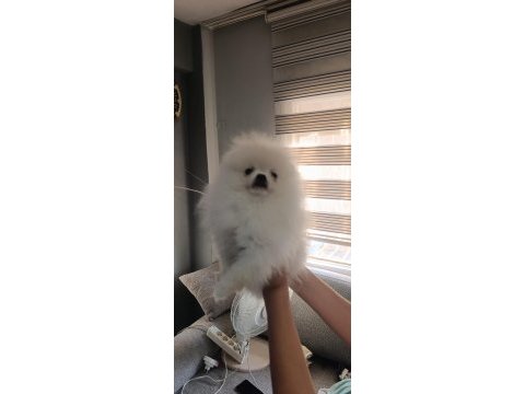 Pomeranian boo üst kalite tea cup dişi