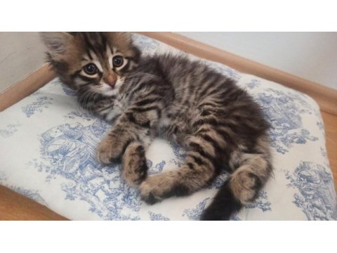 Bir ailesi olmasını istiyorum tekir
