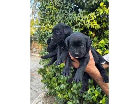Labrador retriever yavrular