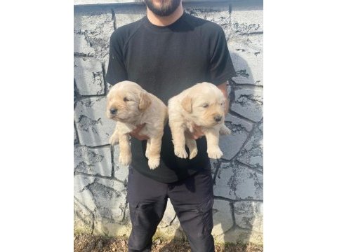 Baby face golden retriever
