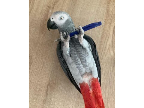 Jako el besleme yavru insana alışkın eğitimli