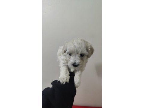 Sağlık ve ırk garantili maltipoo yavrular