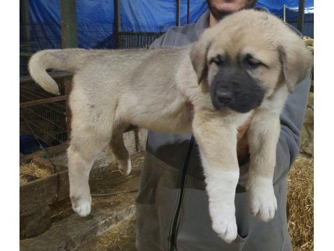 Dev gibi köpekler arıyorsan doğru yerdesın