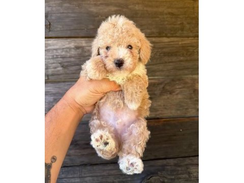 Çift renk özel kore maltipoo yavrular 