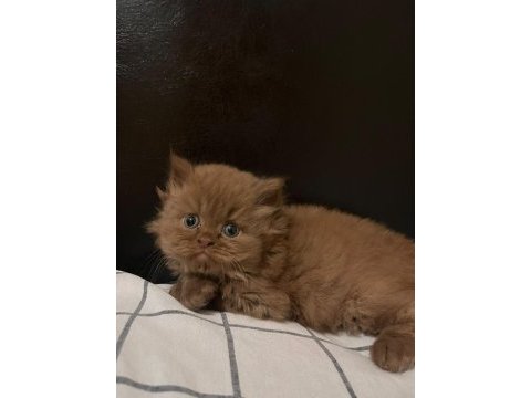 Cinnamon british longhair