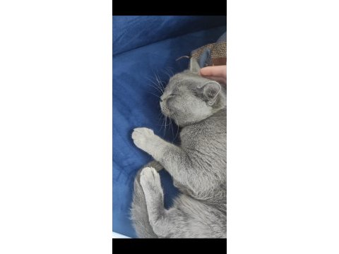 British shorthair biricik kizimiz sahiplendirilecektir