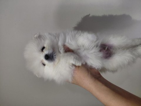 Pomeranian süt beyaz