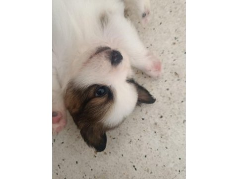 Shih tzu kırması kucuk ırk buyumeyen yavru