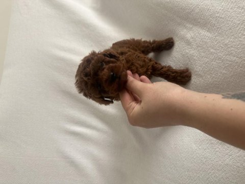 Erkek red brown toy poodle